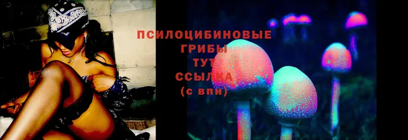 Псилоцибиновые грибы Cubensis  Духовщина 